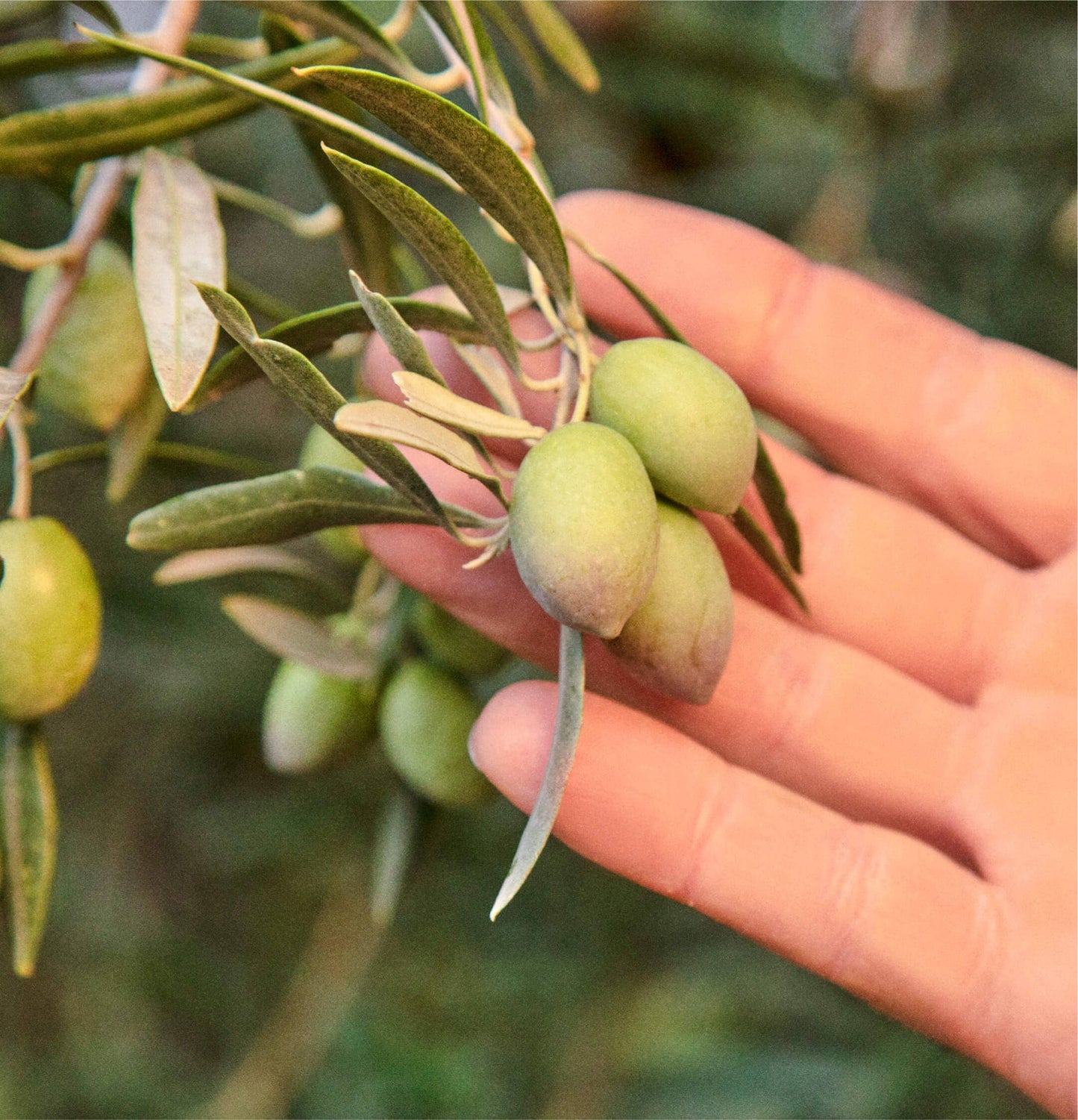 Baby "Drizzle" Olive Oil