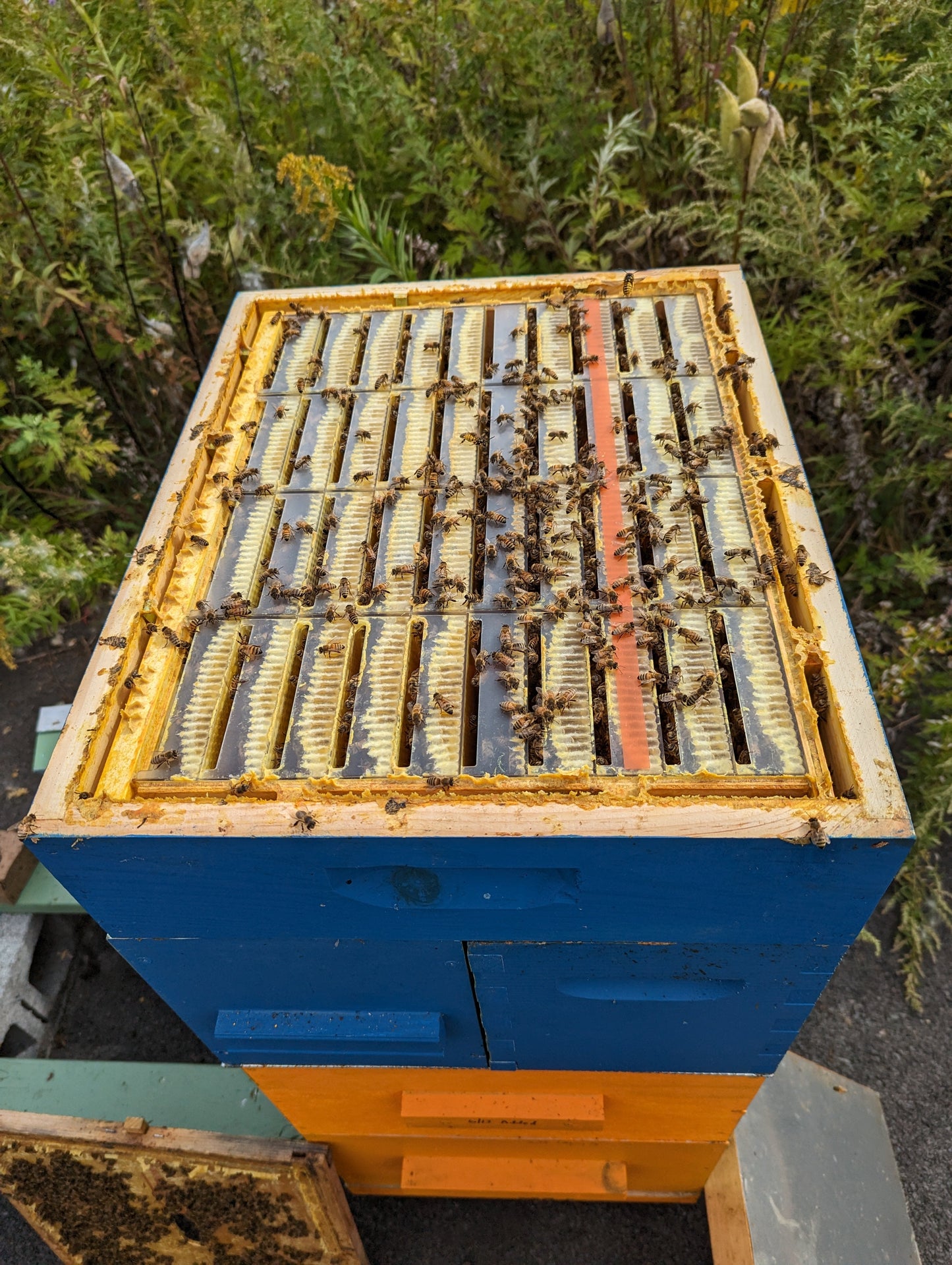 Clinton Local Honey