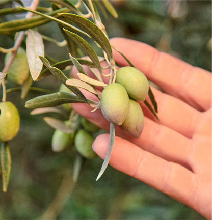 Baby "Drizzle" Olive Oil