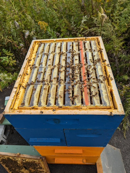 Clinton Local Honey